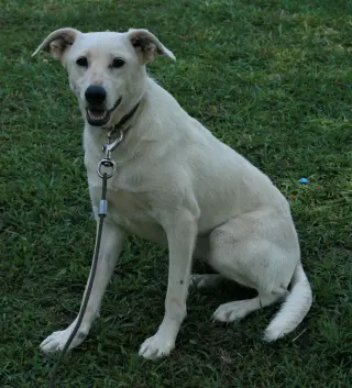 Dolly