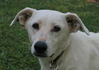 Dolly