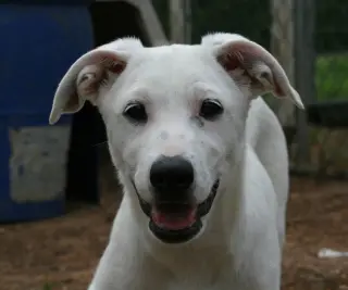 Dolly