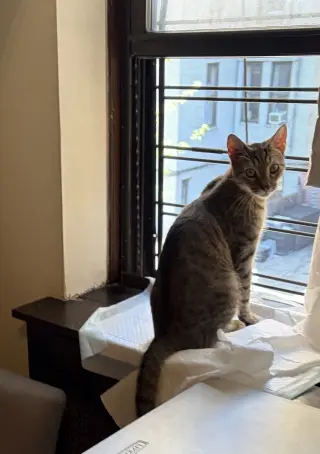 Stripey