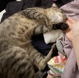 Stripey