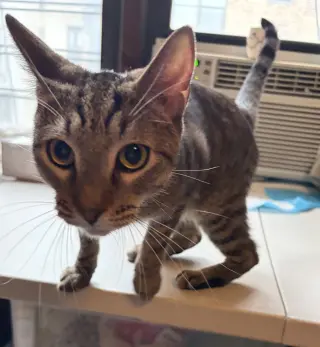 Stripey