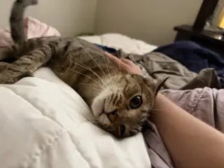 Stripey