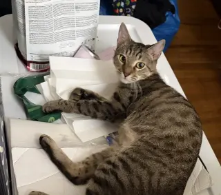 Stripey