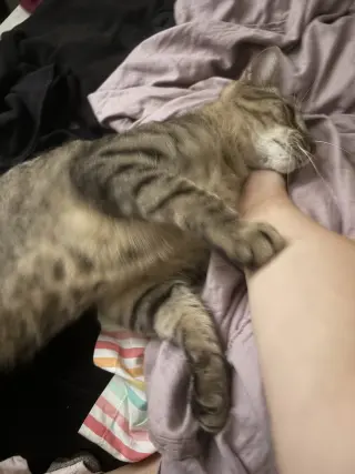 Stripey