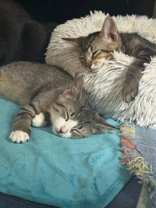 Artemis and Adonis