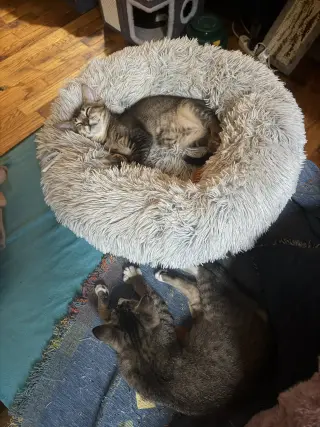 Artemis and Adonis