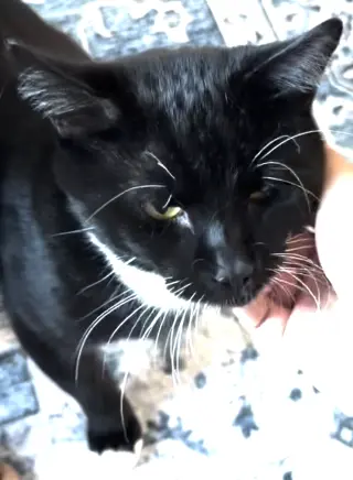 Ollie