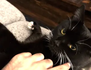 Ollie