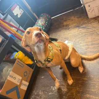 Odie- playful girl