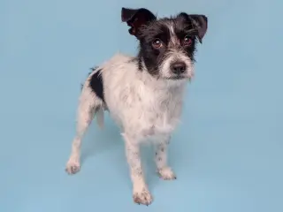 Spumoni