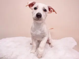 Egghead