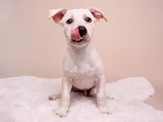 Egghead