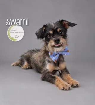 Swami