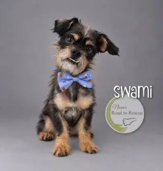 Swami