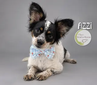 Azzi