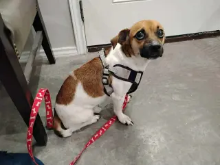 Ojitos