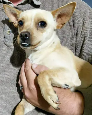 Churro