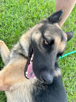 Diego