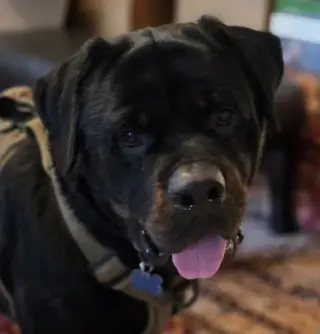 Dan