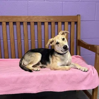 **VIOLET**