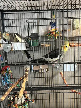 Coco and Mango