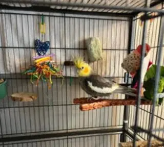 Coco and Mango