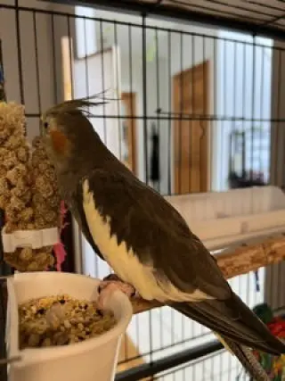 Coco and Mango