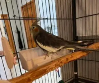 Coco and Mango