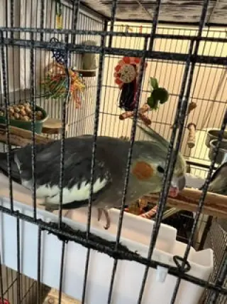 Coco and Mango