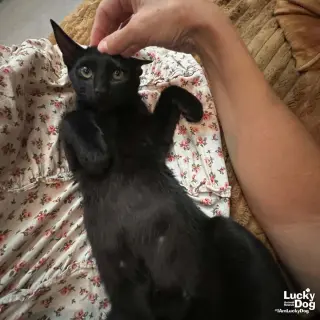 Xavi