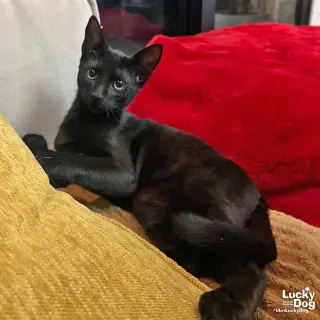Xavi