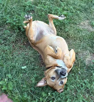 Tippy
