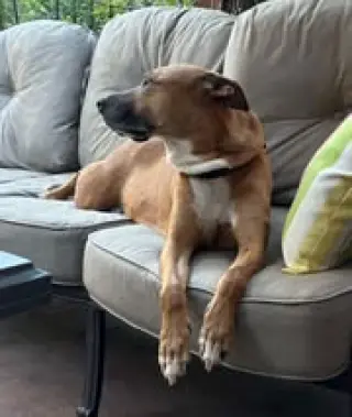 Tippy