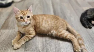 Kitten 27952 (Woody)
