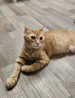 Kitten 27952 (Woody)
