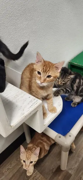 Kitten 27952 (Woody)