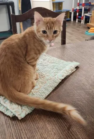 Kitten 27952 (Woody)
