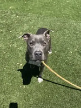 Milo