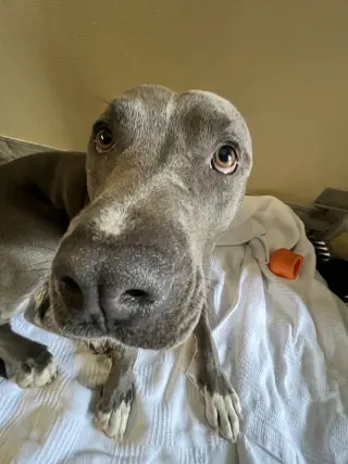 Milo