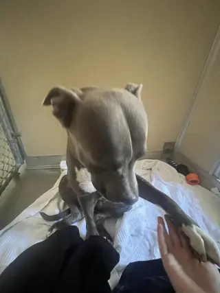 Milo