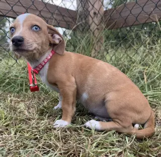 Tango