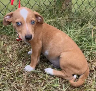 Tango