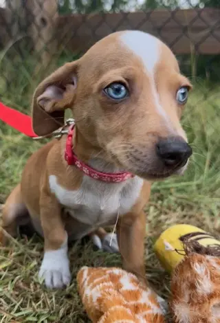 Tango