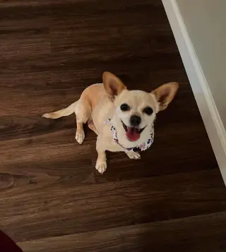 Maple
