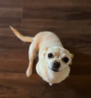 Maple
