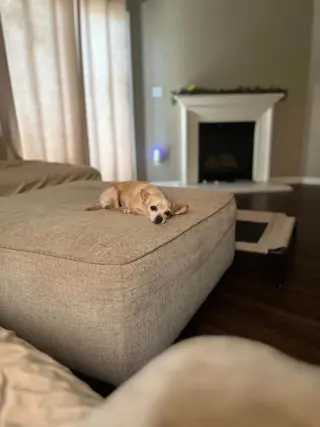 Maple