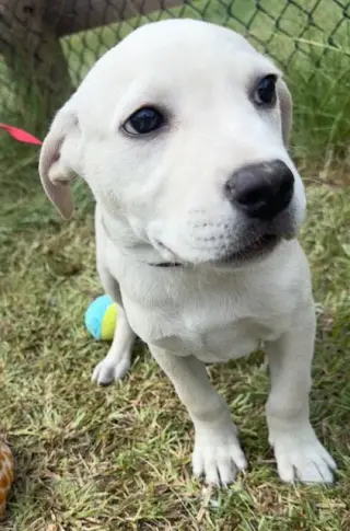 Rolo