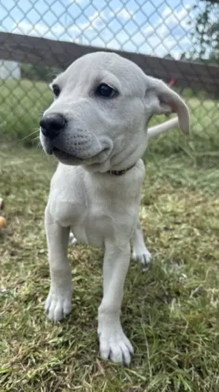 Rolo