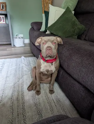 Rori